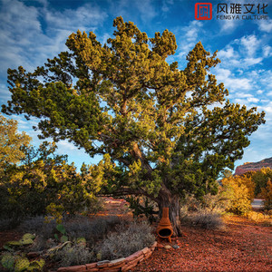 张柏芝裸被❌无码
